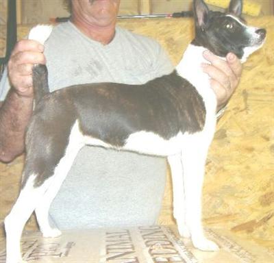 Puppies in AR