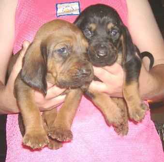 Puppies in AR