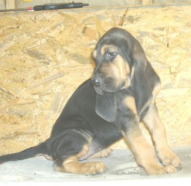 Bloodhound Puppies for Sale