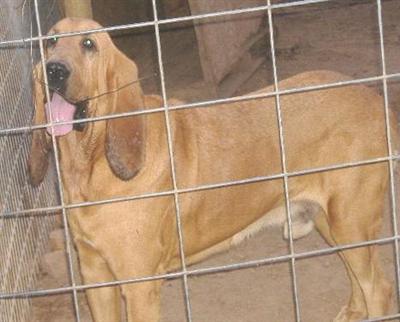 Dogs - Bloodhound