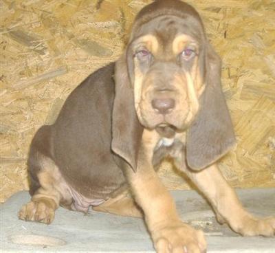 Bloodhound Puppies for Sale
