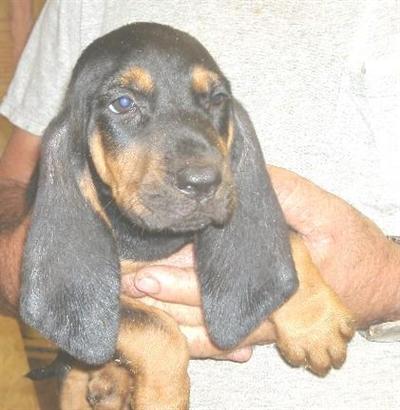 Puppies in AR