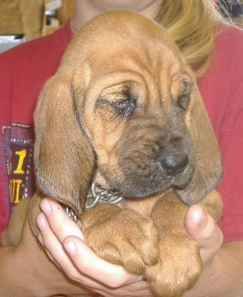 Puppies in AR