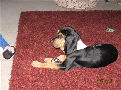 Bloodhound Puppies for Sale