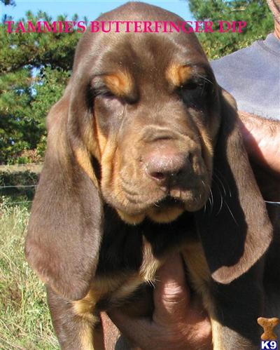 Puppies in AR