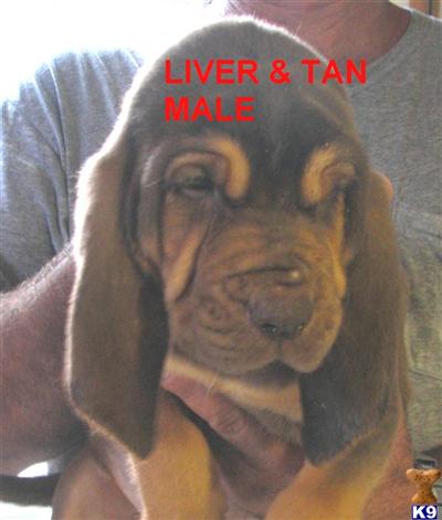 Puppies in AR