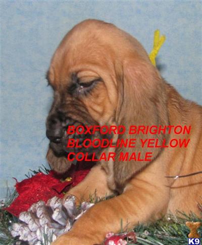 Puppies in AR