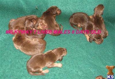 Puppies in AR