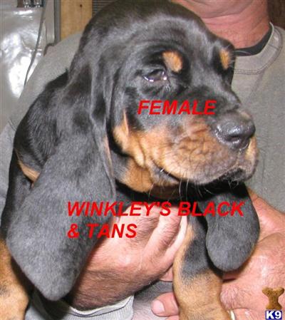 Puppies in AR