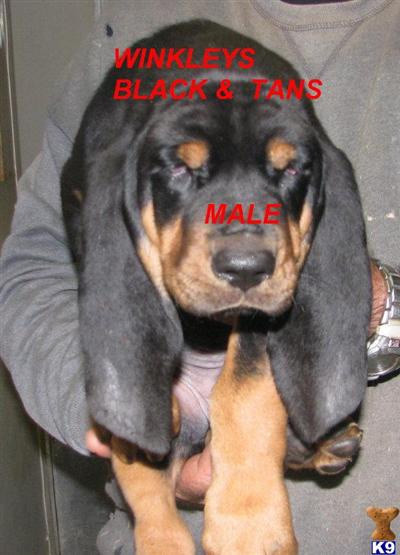 Black and Tan Coonhound Black And Tan Coonhound Puppies. Black and Tan Coonhound