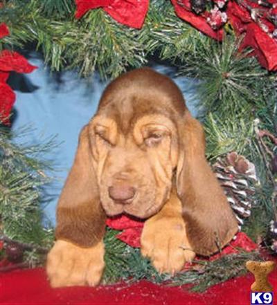 Puppies in AR