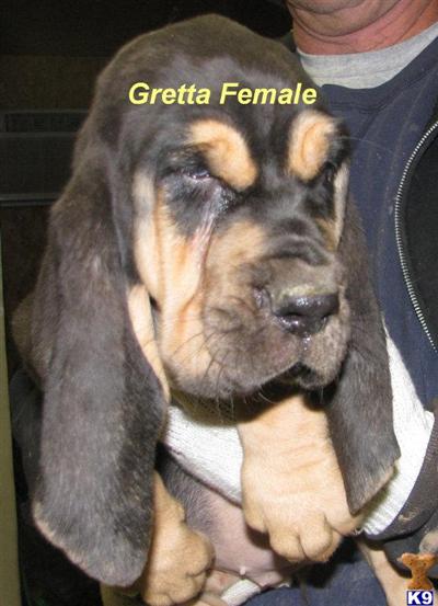 Bloodhound Puppies for Sale