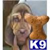 Puppies in AR