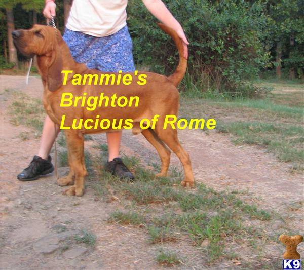 Stud Dogs - Bloodhound