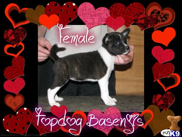 Puppies in AR