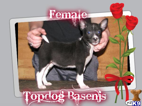 Puppies in AR