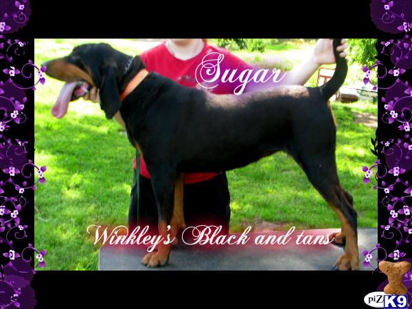 Dogs for Sale in AR