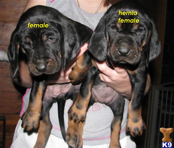 Black and Tan Coonhound Puppies