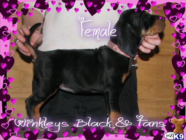 Black and Tan Coonhound Puppies