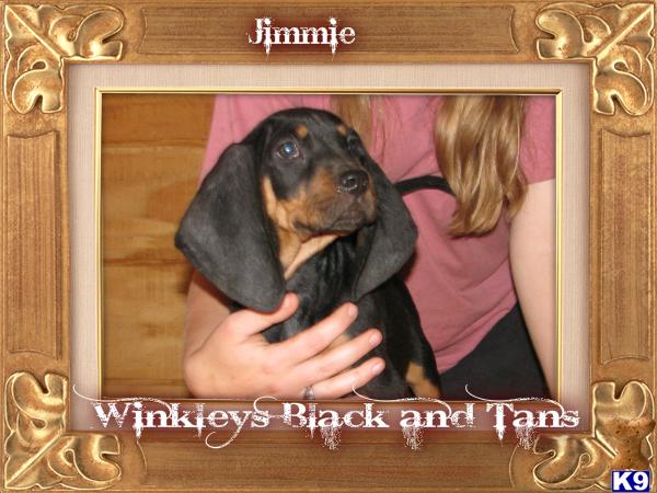 Puppies in Waldron