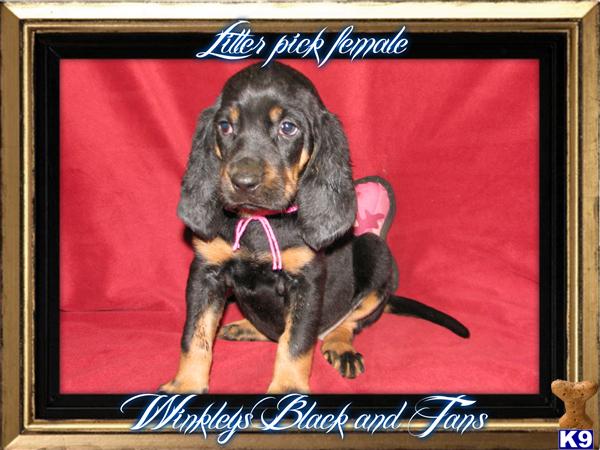 Puppies in AR