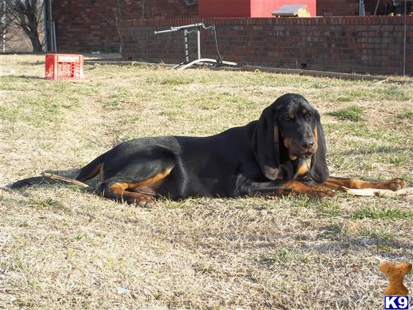 Puppies in AR