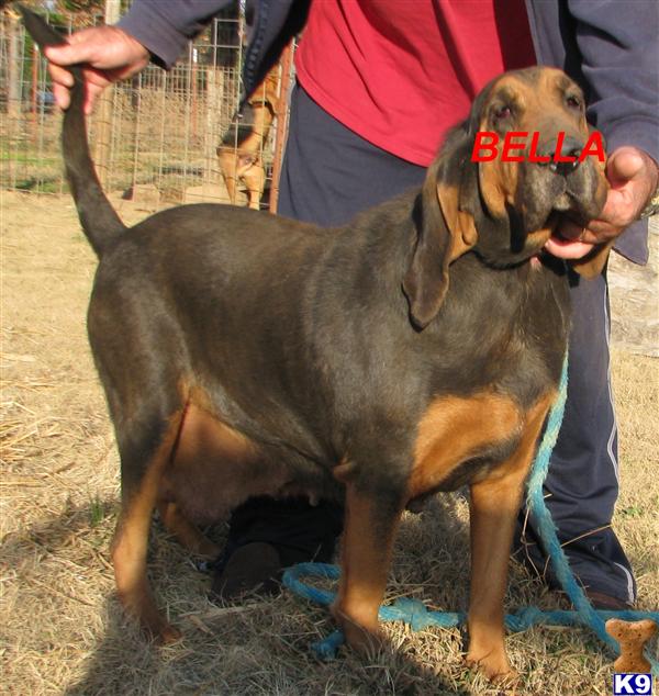 bloodhound dogs pictures. Bloodhound Dogs for Sale