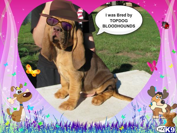 Puppies in AR