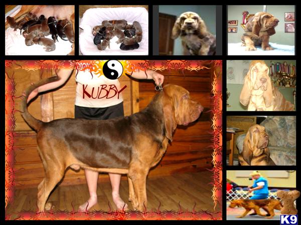 Bloodhound stud dog