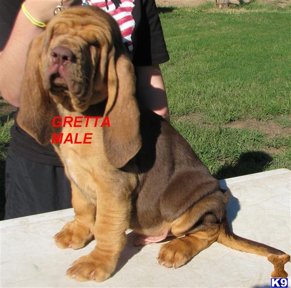 Puppies in AR