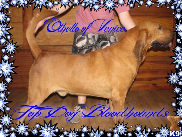 Stud Dogs - Bloodhound