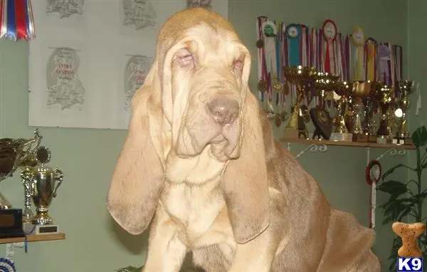 Bloodhound puppy for sale