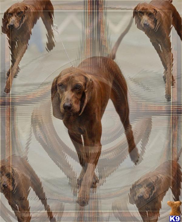 Redbone Coonhound  Puppies