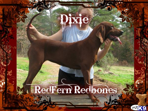 Dogs for Sale in AR