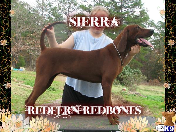 Dogs for Sale in AR