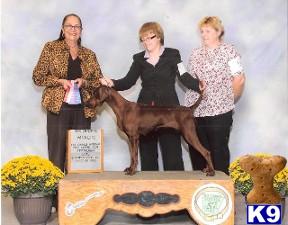 Puppies in AR