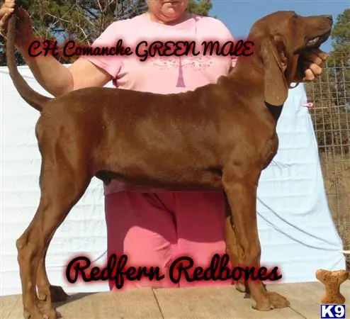 Redbone Coonhound puppy for sale