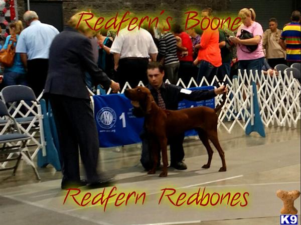 Redbone Coonhound dog