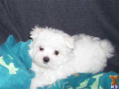 Puppies in Bakersfield