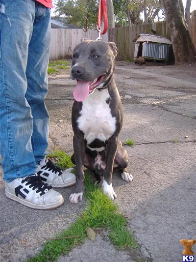 American Pit Bull Puppies in TX
