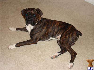 Stud Dogs - Boxer