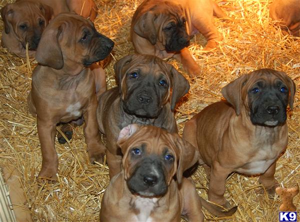 ken puppies for sale tosa ken puppy for sale japanese tosa inu puppies available 5 years ken puppies for sale tosa ken puppy for sale japanese tosa inu puppies available 5 years