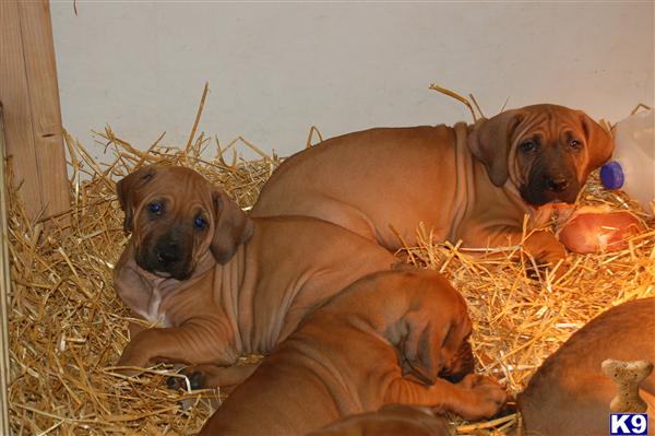 ken puppies for sale tosa ken puppy for sale japanese tosa inu puppies available 5 years ken puppies for sale tosa ken puppy for sale japanese tosa inu puppies available 5 years