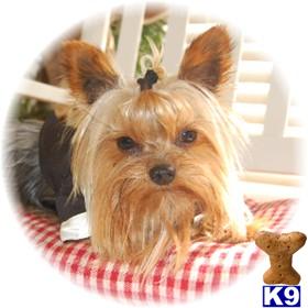 Stud Dogs - Yorkshire Terrier