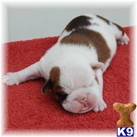 Puppies in Hiddenite