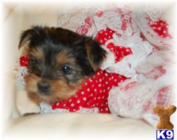 Puppies in NC