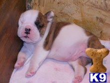 Puppies in Hiddenite
