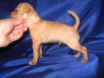 Russkiy Puppies for Sale
