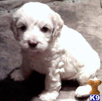 Cockapoos Puppies for Sale