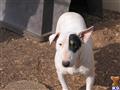 Bull Terrier